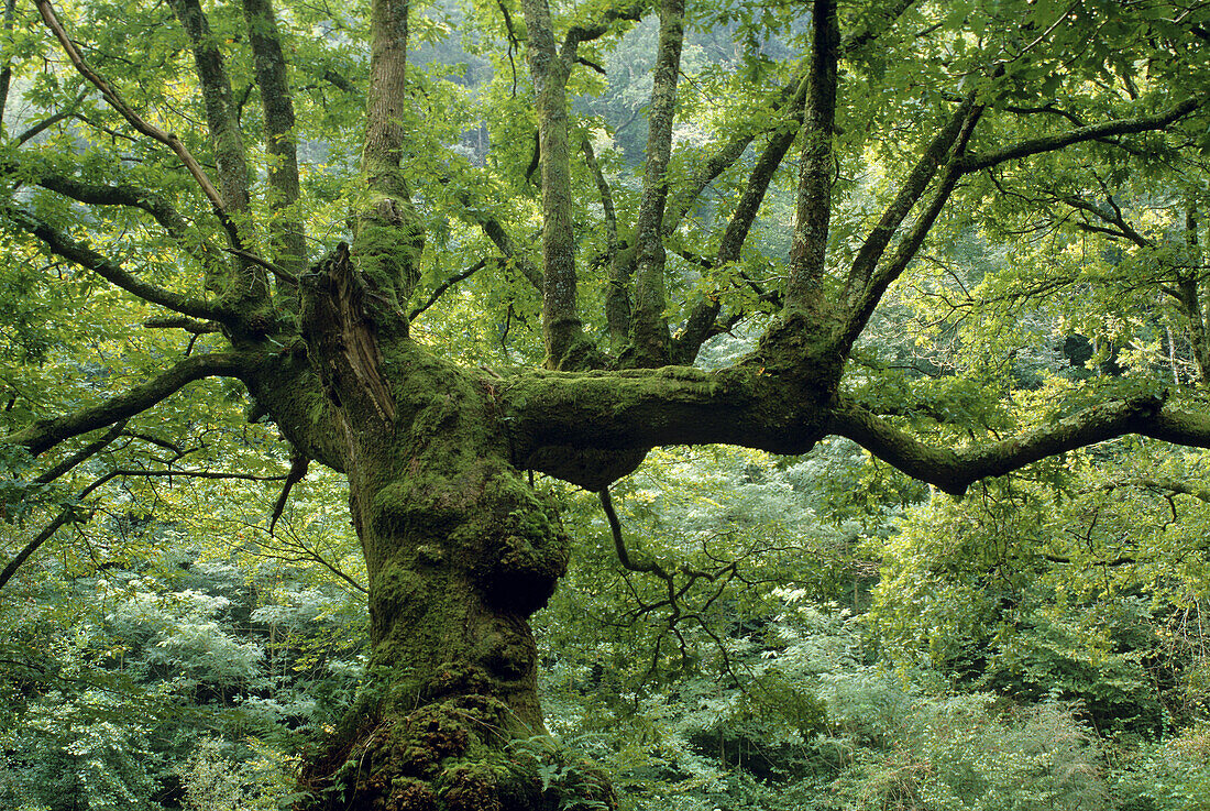 Oak tree in a forest near St-Jean-Pied-de-Port, Basque region, France