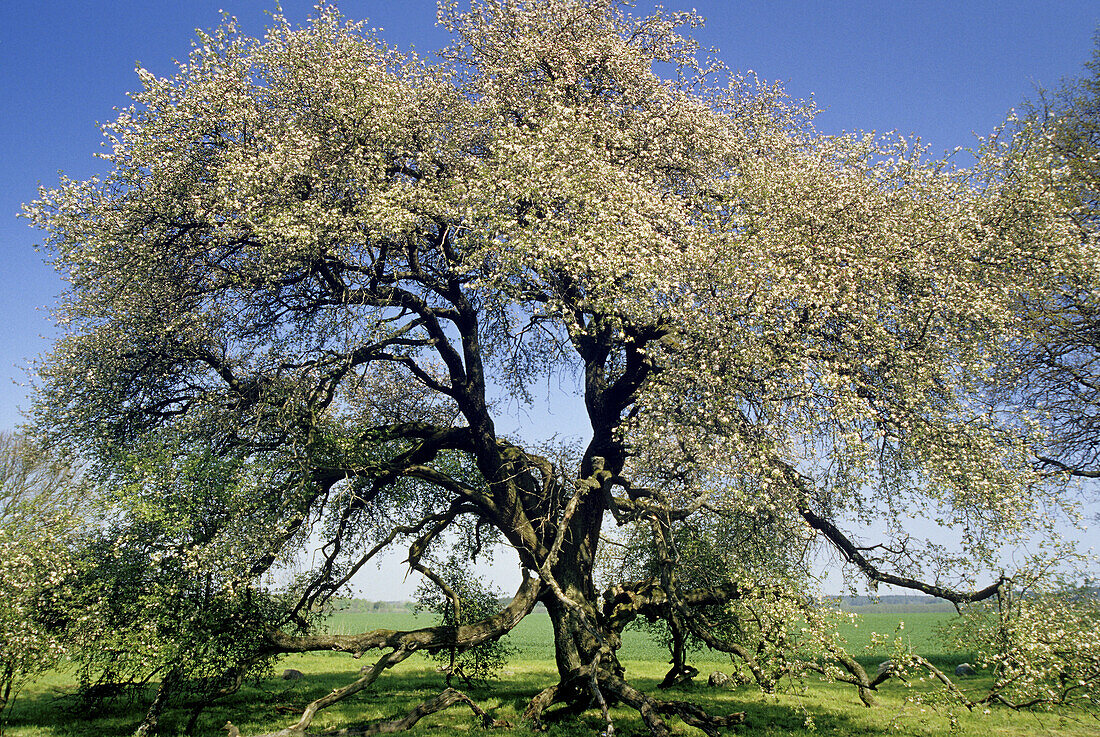 Apple tree in a field near Stubbendorf, Mecklenburg-Western Pomerania, Germany