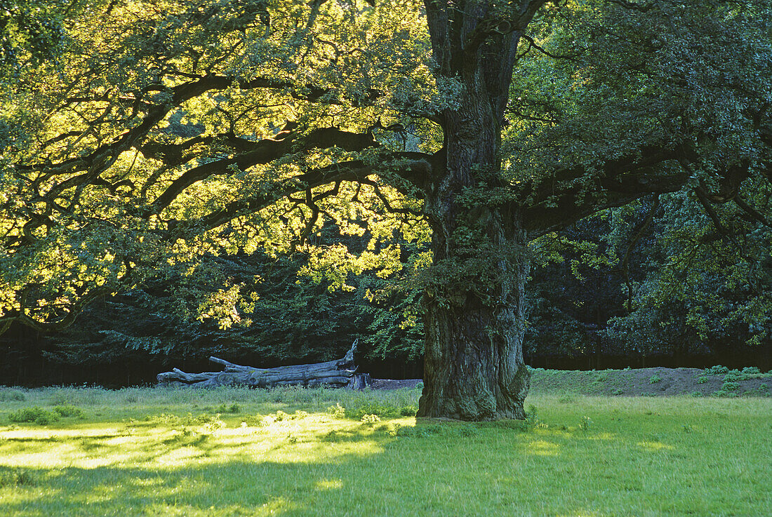 Eiche, Hirschpark Blankenese, Hamburg, Deutschland