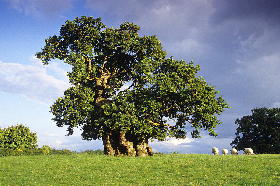 Wyndham´s Oak, Dorset, Great Britain
