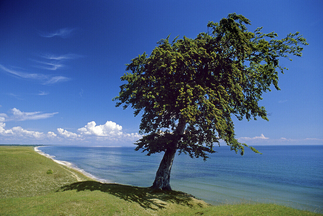 Buche am Ostseestrand, bei Kivik, Skane, Schweden