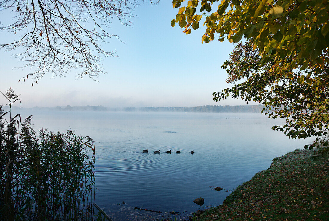 Lake Scharmuetzelsee, Bad Saarow, Land Brandenburg, Germany