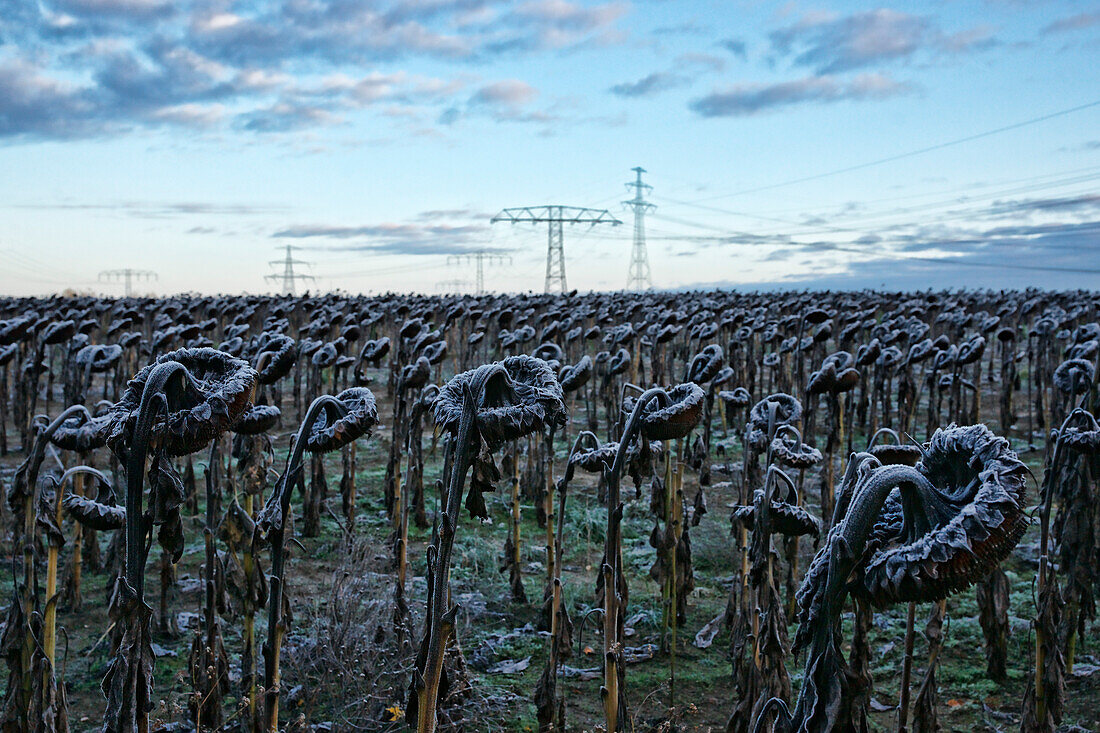 Gefrorene Sonnenblumen in einem Feld, Altlandsberg, Land Brandenburg, Deutschland