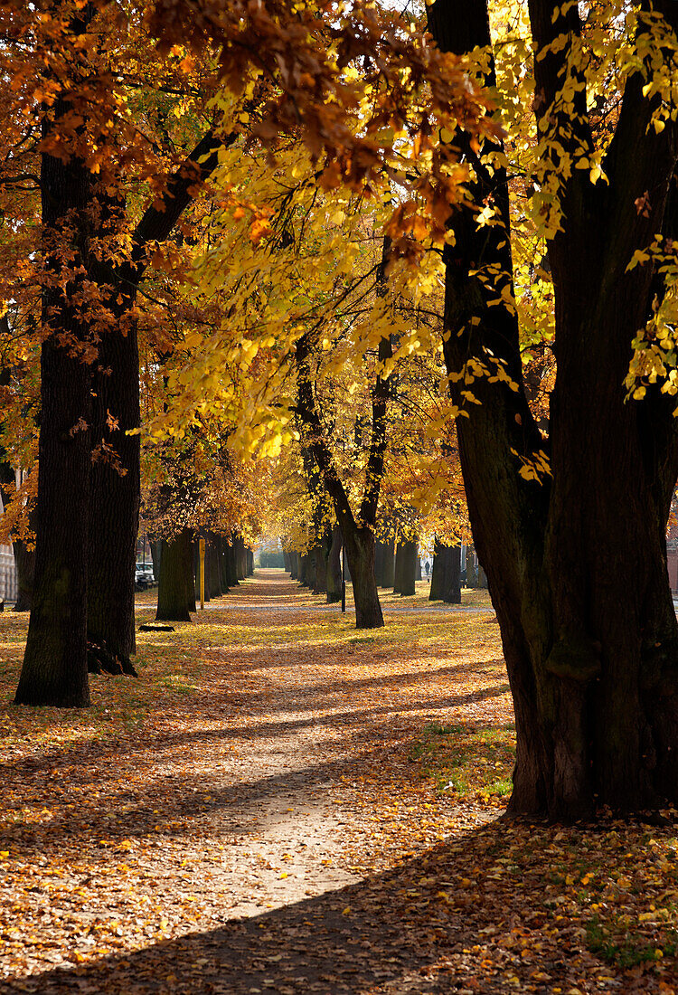 Leaf covered tree-lined allee in Autumn, Neuruppin, Land Brandenburg, Germany