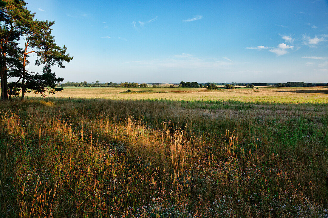 Meadow near Beelitz, Nuthe - Nieplitz Nature Park, Land Brandenburg, Germany