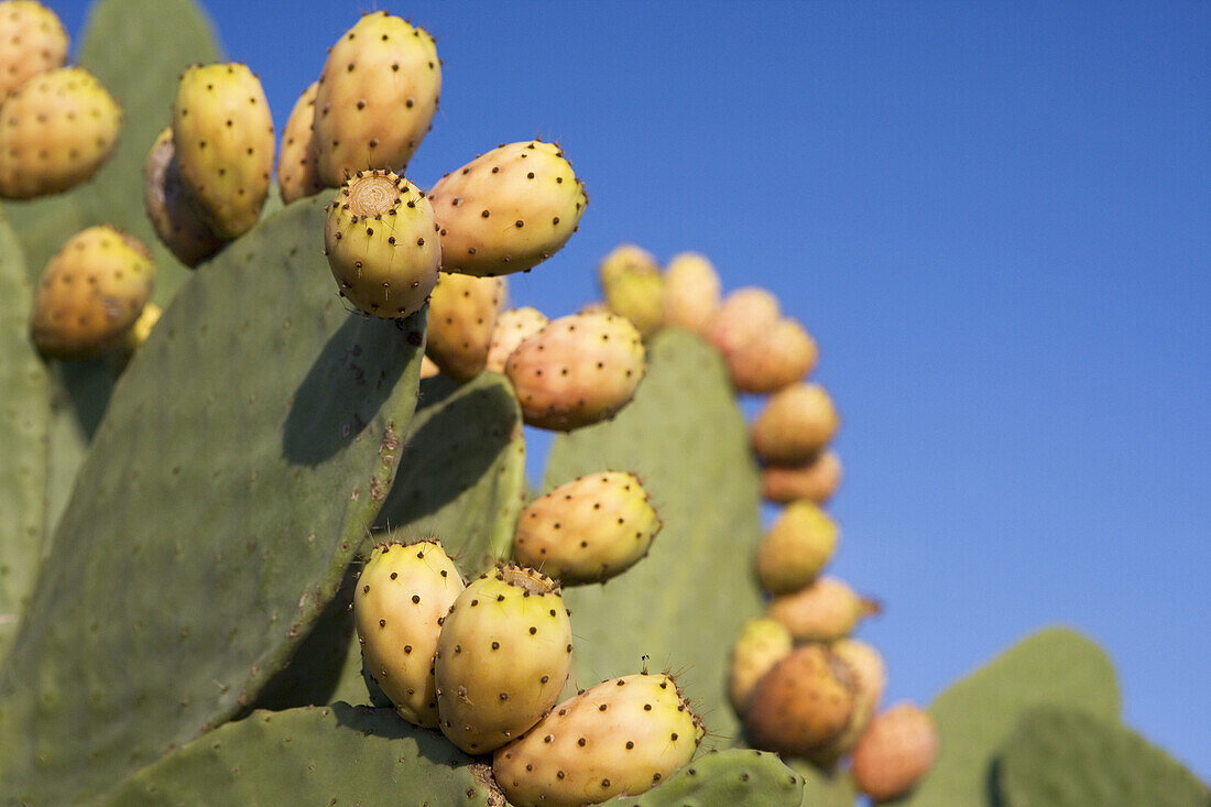 Prickly Pears, Mallorca, Balearic Islands, Spain
