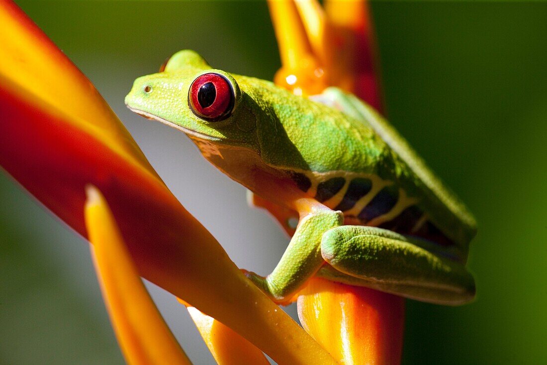 Rotaugen-Laubfrosch, Costa Rica