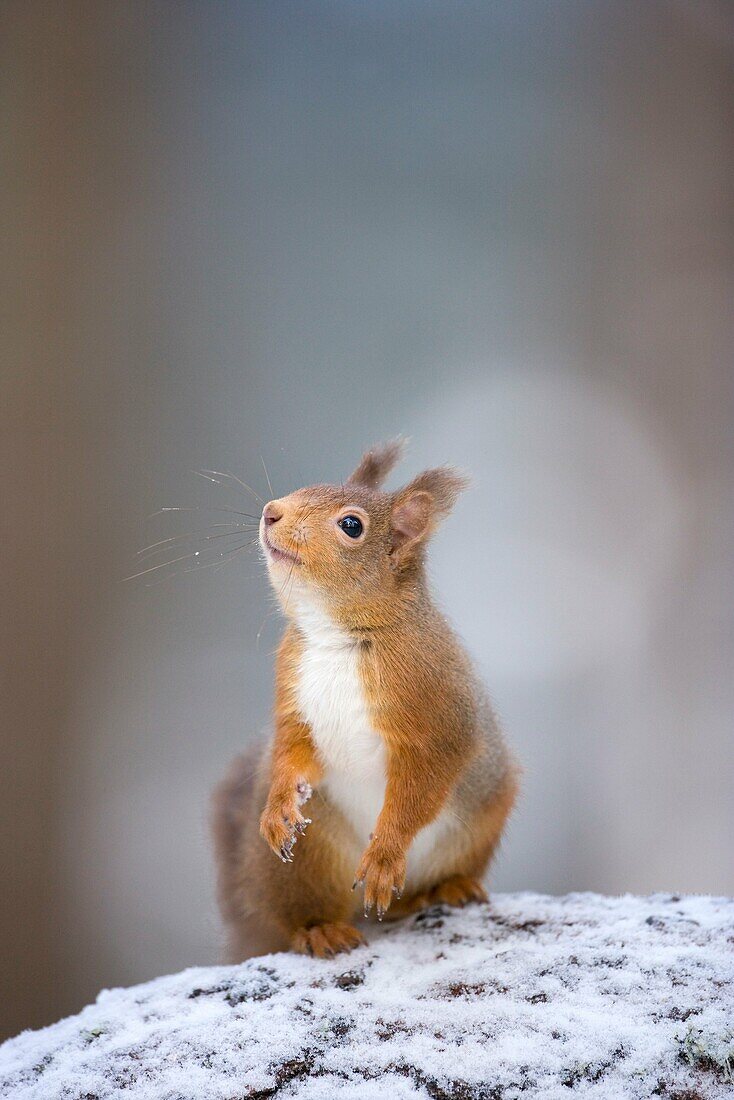 Red Squirrel Sciurus vulgaris in winter coat in snow  December 2008  Scotland