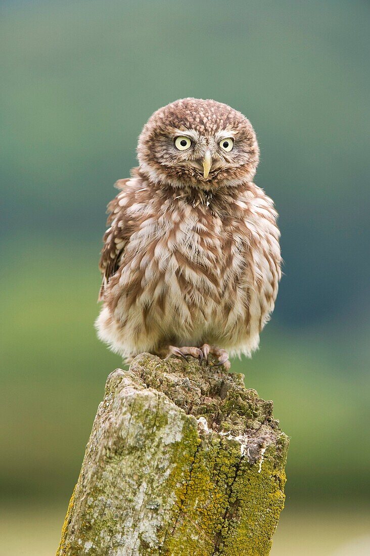 Little Owl Athene noctua adult perched on post captive-bred  Wales, July 2009