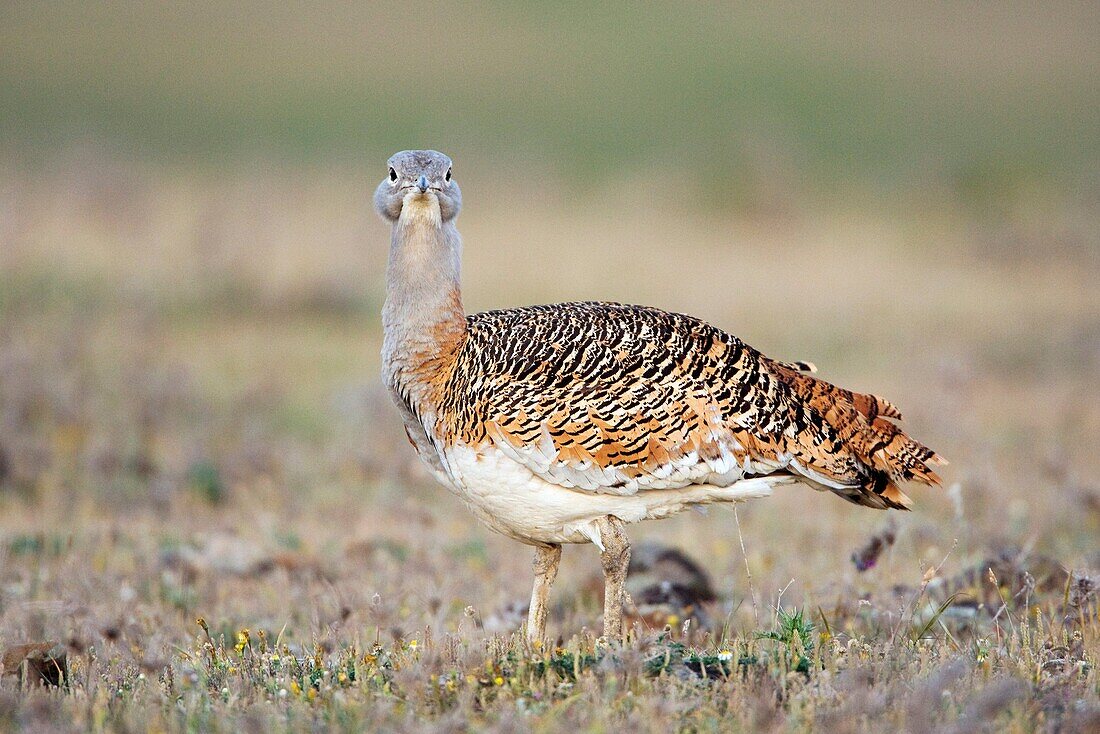 Great bustard Otis tarda female on Serena plain  Extramadura, Spain  April