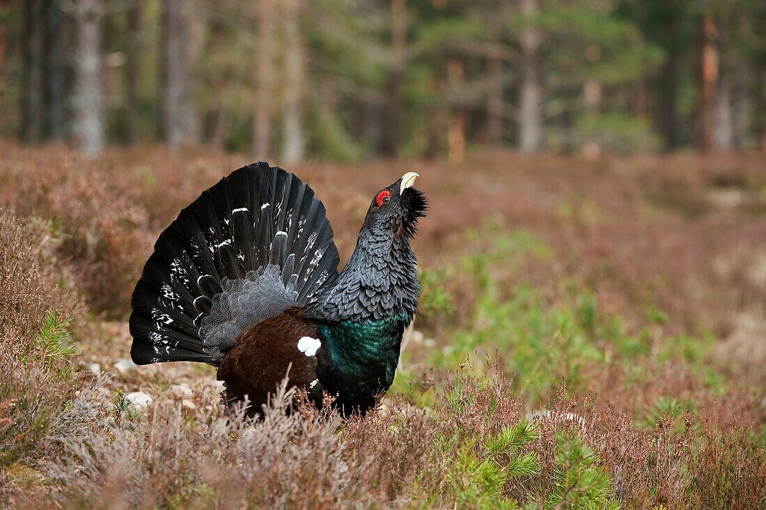 Capercaillie Tetrao urogallus adult male displaying in pine forest  Cairngorms National Park  April 2009