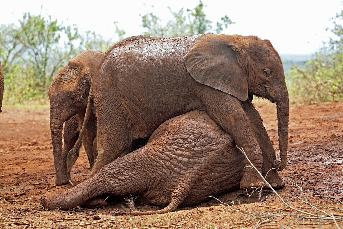 Sheldrick Elephant orpancy
