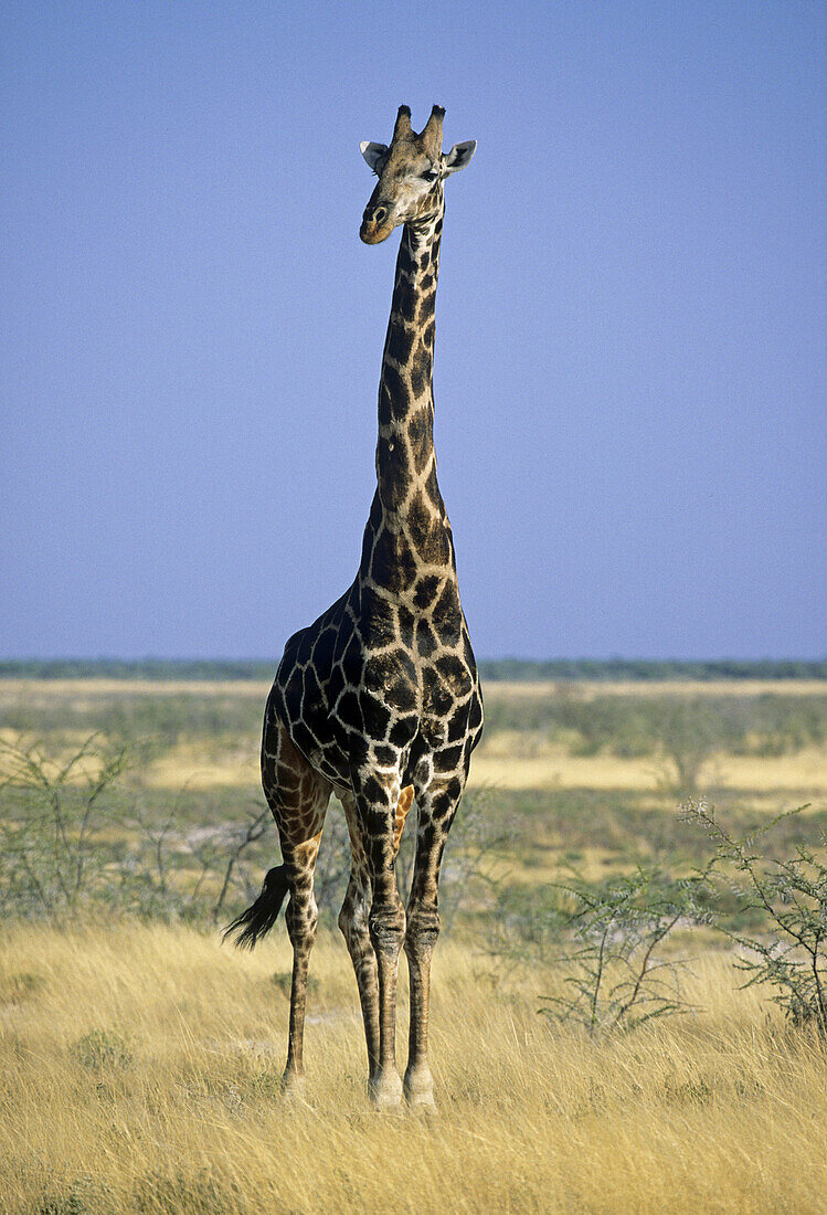 Etosha Wildreservat, Farbe, Giraffe, Namibia, G23-885148, agefotostock 