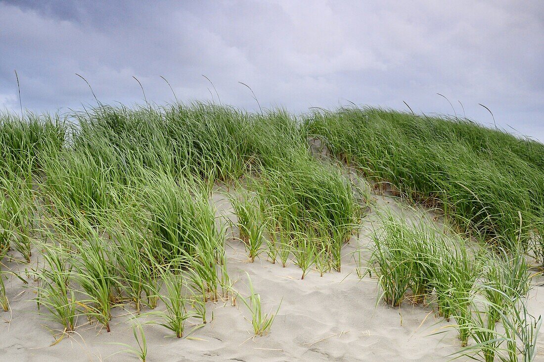 Beach, Grass, Green, Horizon, Landscape, Sand, G34-916429, agefotostock 