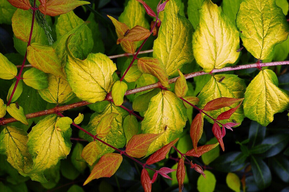 Bush, Leaf, Stem, Vegetation, G34-924952, agefotostock 