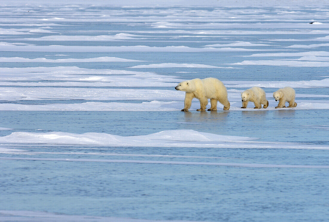 Polar Bear  Ursus maritimus) with cubs, Churchill, Canada  November 2005)