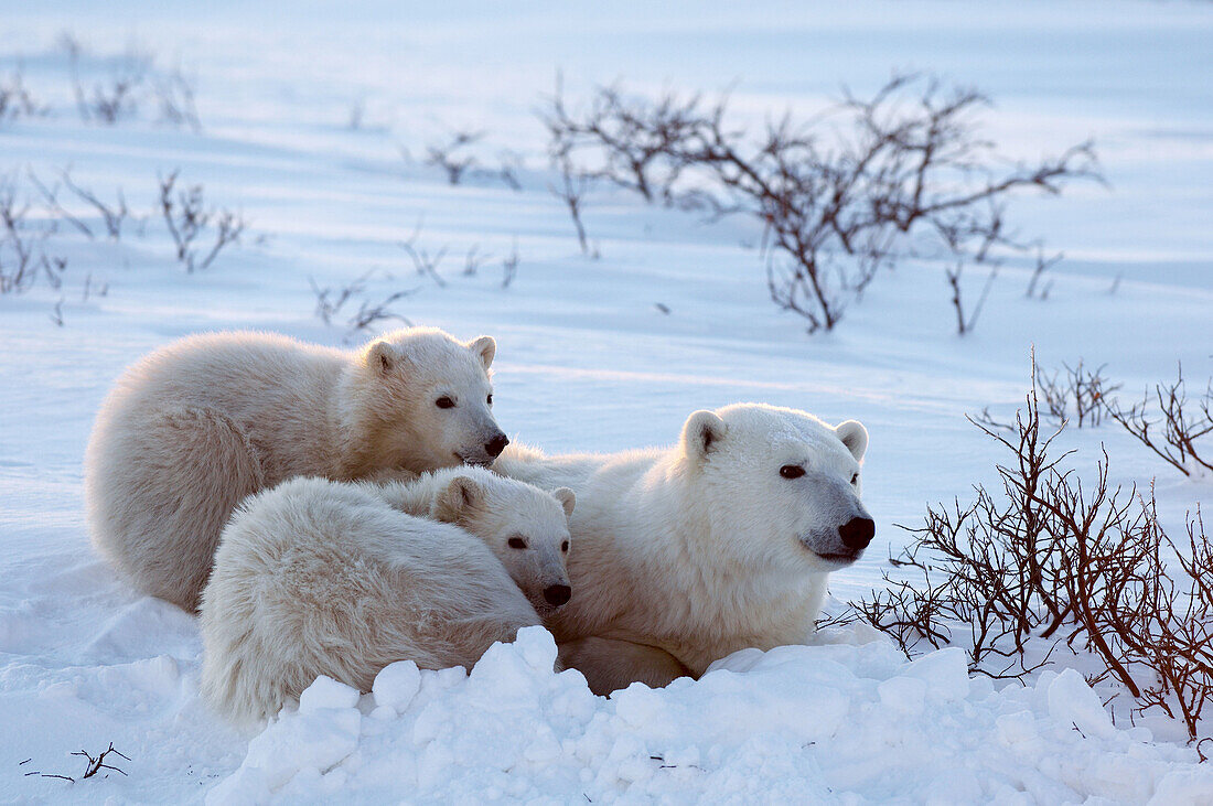 Polar Bear  Ursus maritimus) with cubs, Churchill, Canada  November 2005)