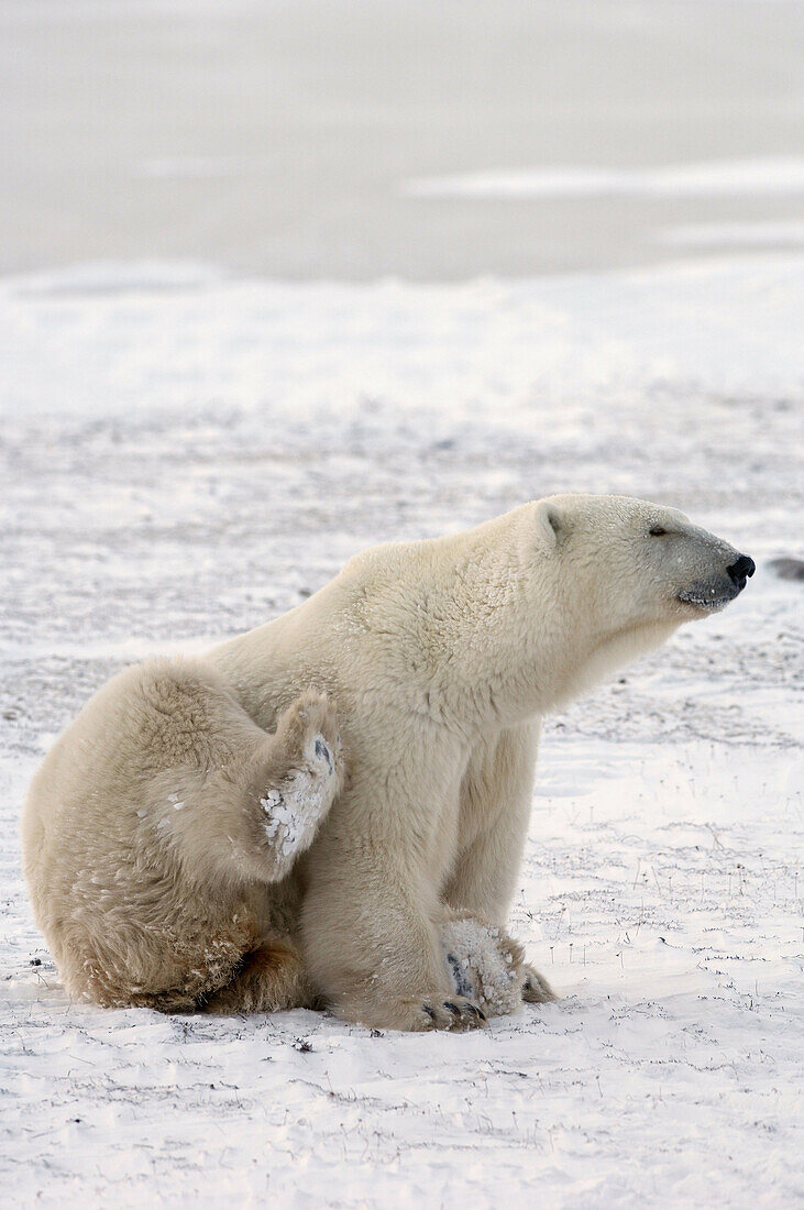 Polar Bear  Ursus maritimus), Churchill, Canada  November 2005)