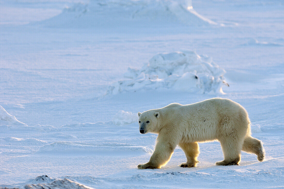 Polar Bear  Ursus maritimus)