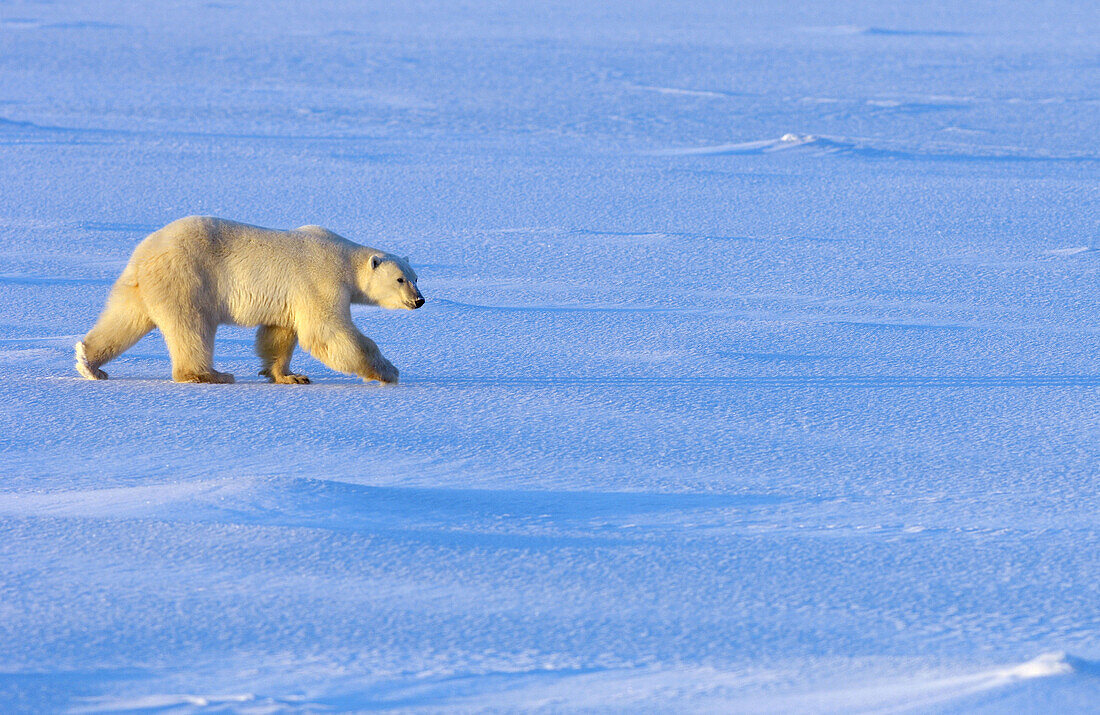 Polar Bear  Ursus maritimus)