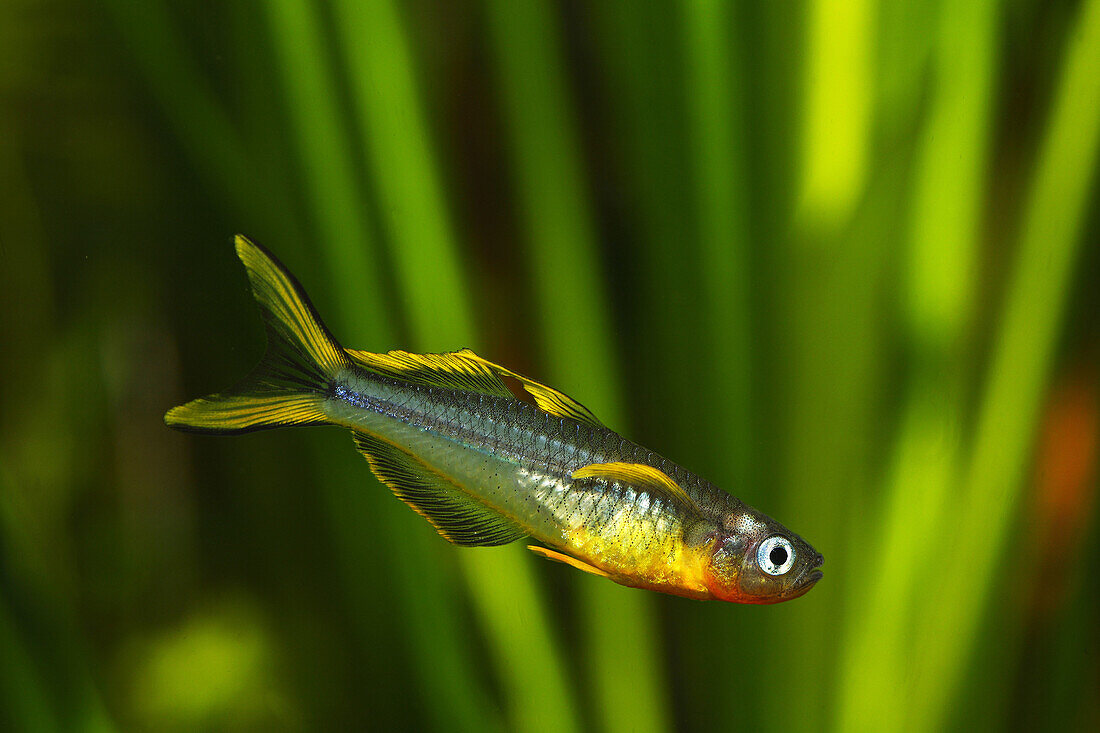 Forktail blue-eye  Pseudomugil furcatus), male, Papua New Guinea