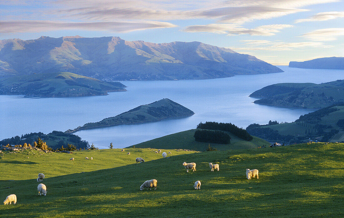 Late evening light over Akaroa Harbour from near Hilltop Banks Peninsula New Zealand