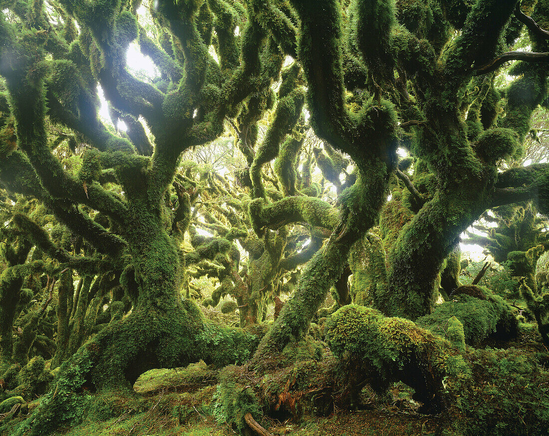 Cloud forest near the summit of Manuoha Te Urewera National Park New Zealand