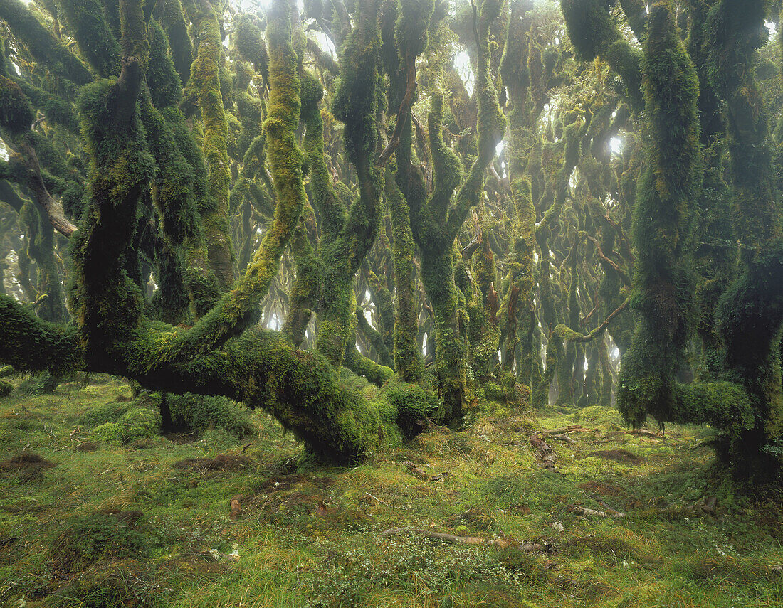 Cloud forest near the summit of Manuoha Te Urewera National Park New Zealand