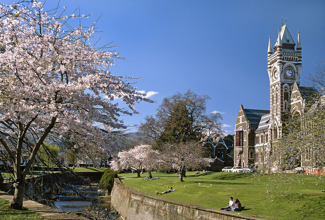 University of Otago clocktower in spring Dunedin New Zealand