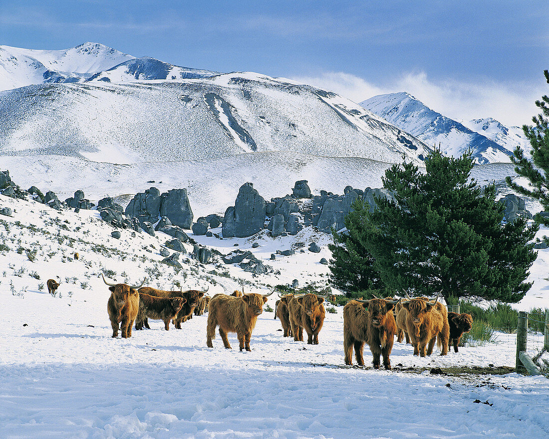 Highland cattle in winter snow Castle Hill station Canterbury New Zealand