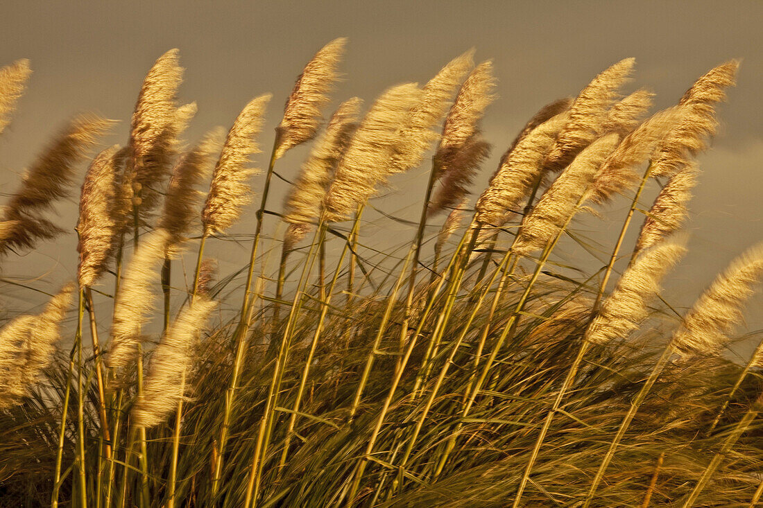 Pampas grasses blowing in wind at dusk , Bank´s Peninsula, Canterbury, New Zealand