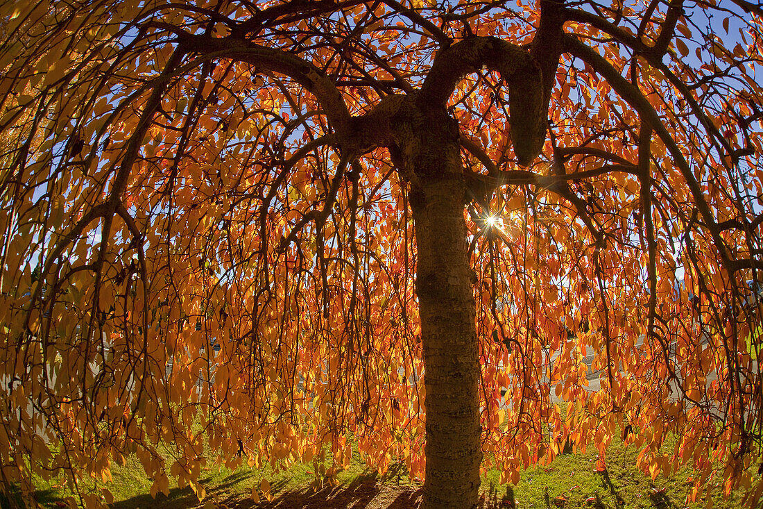 Weeping cherry tree in autumn colours, Christchurch, Canterbury, New Zealand