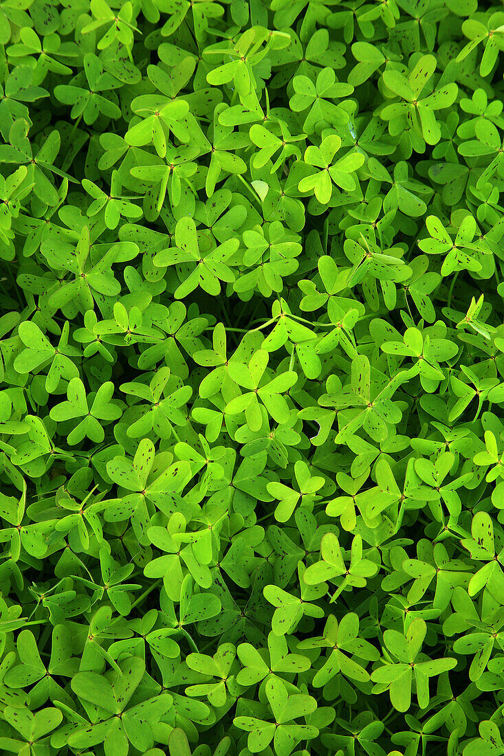 Wood-sorrels  Oxalis sp.) in a carob tree field