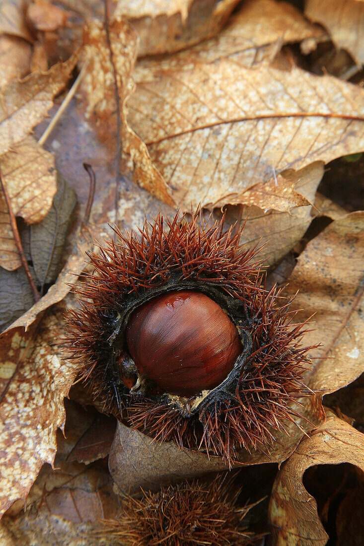 Chestnut  Castanea sativa)