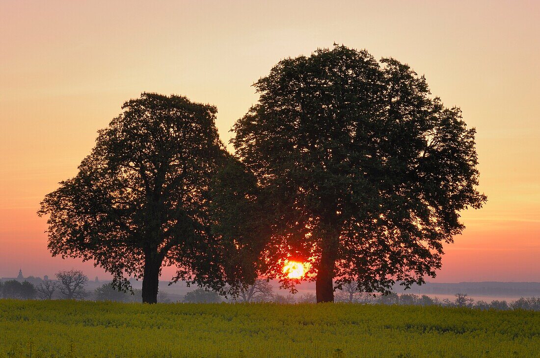 Sunrise behind trees  Mecklenburg-Western Pomerania, Germany, Europe