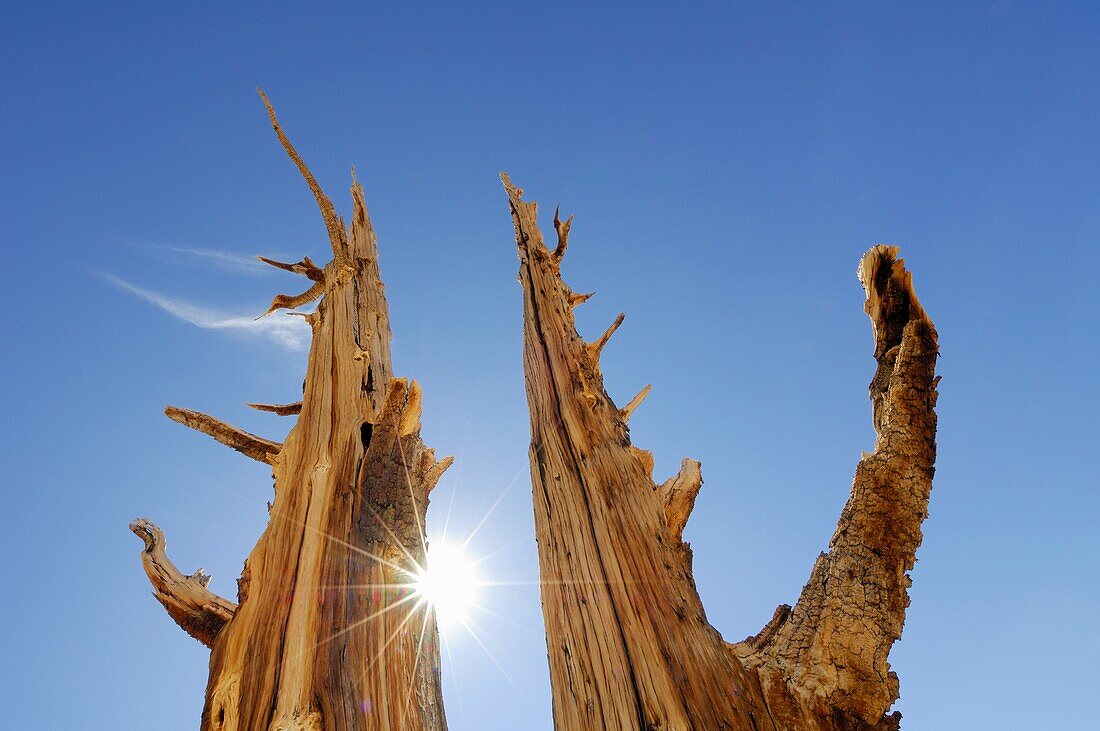 Bristlecone Pine Tree Pinus longaeva with sun at backlight, close up  Bristlecone Pine Trees are the oldest known living trees on earth, some can be traced back over 40 centuries  Inyo National Forest, White Mountains, California, USA, America