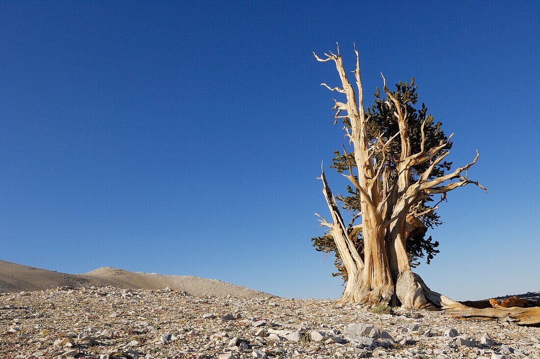 Bristlecone Pine Tree Pinus longaeva  Bristlecone Pine Trees are the oldest known living trees on earth, some can be traced back over 40 centuries  Inyo National Forest, White Mountains, California, USA, America