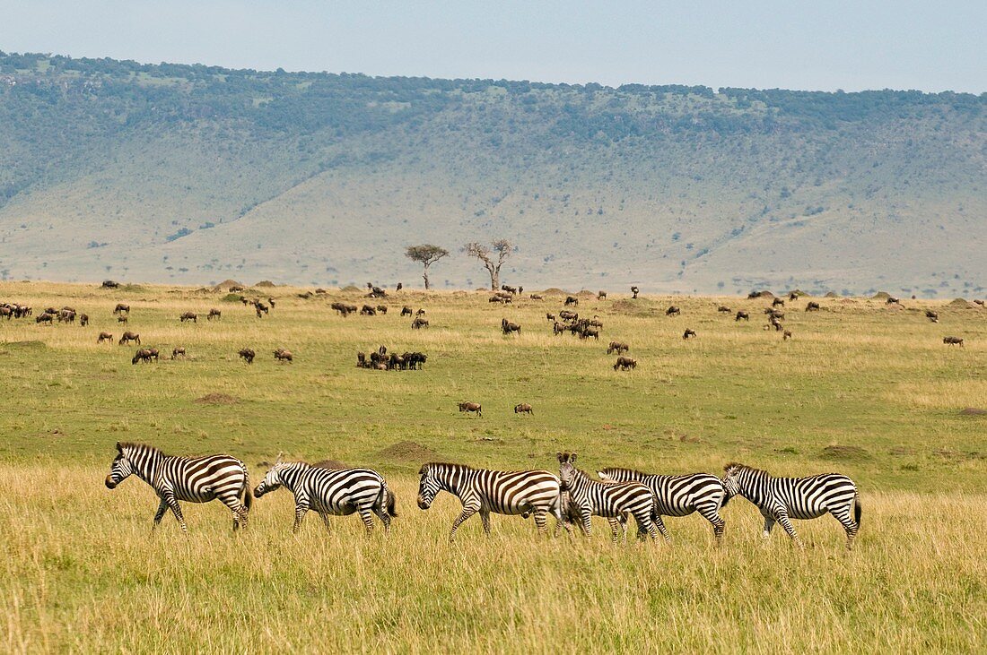 Common Zebra and Wildebeest, Masai Mara National Reserve, Kenya