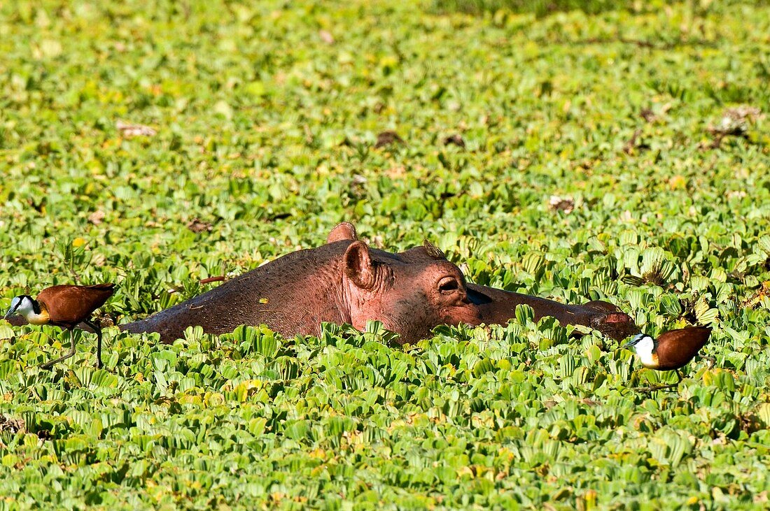 Hippopotamus, Hippopotamus amphibius, Masai Mara National Reserve, Kenya