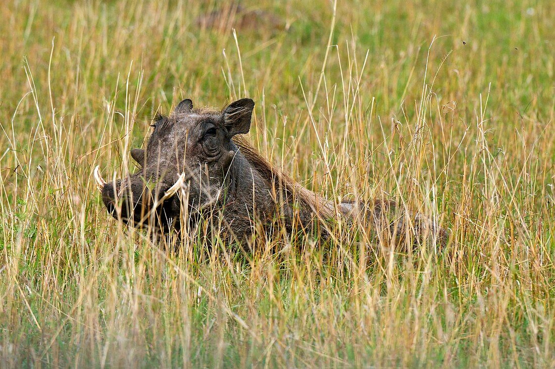 Warthog Phacochoerus aethiopicus, Masai Mara National Reserve, Kenya