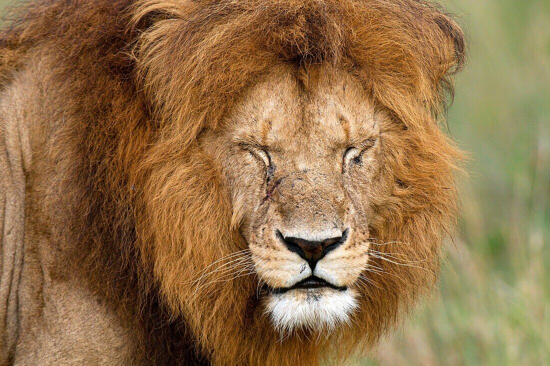 Lion Panthera leo, Masai Mara National Reserve, Kenya