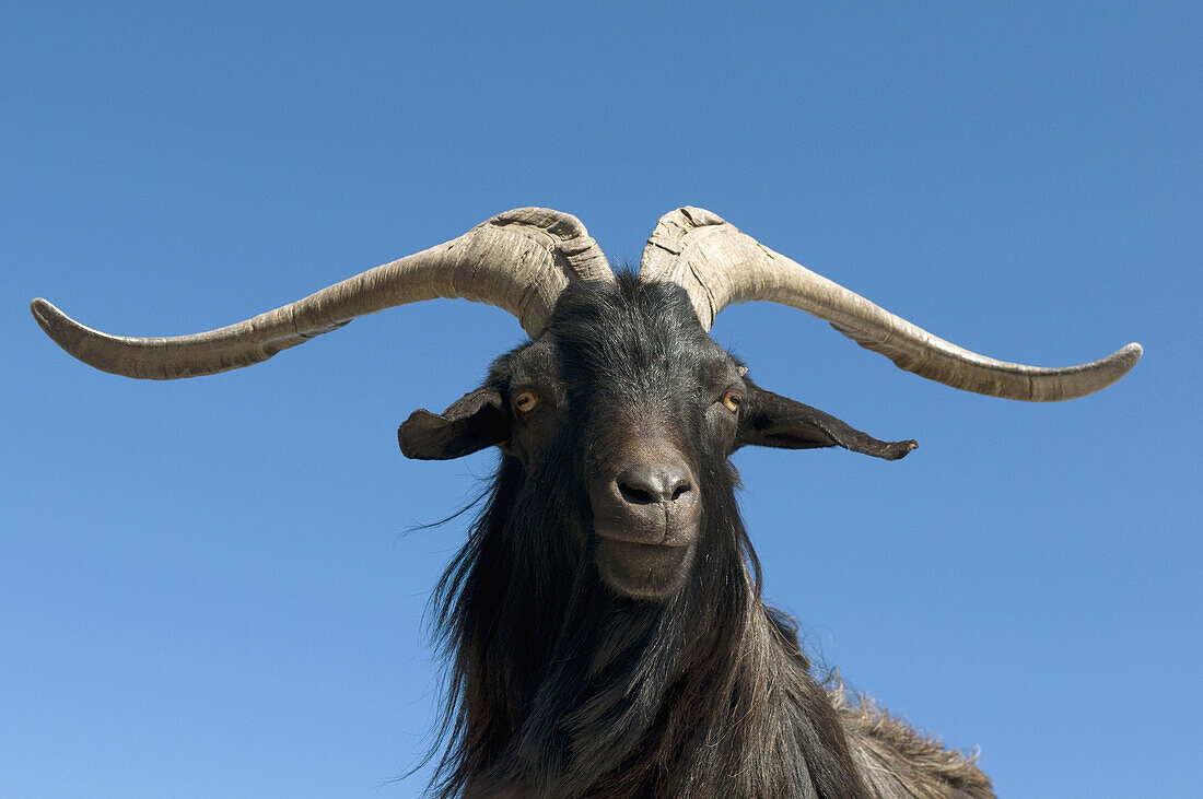 Ibex, Gorges du Verdon, Provence, France.