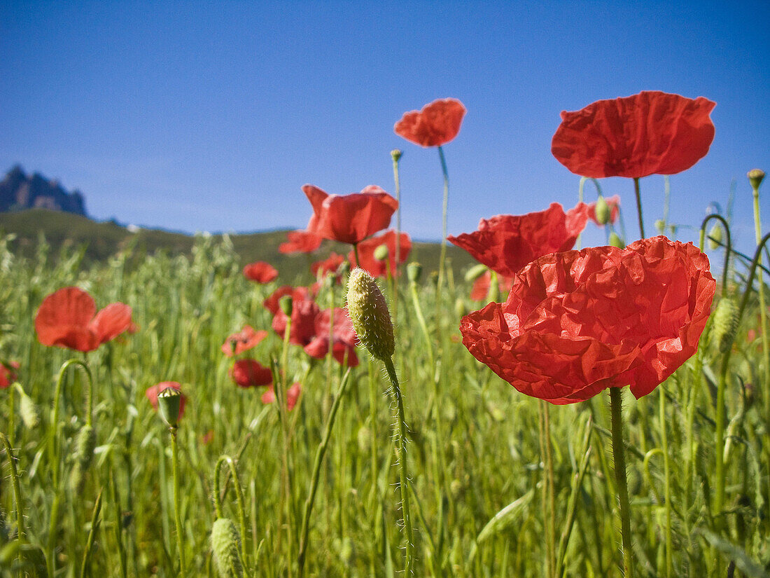 Meadow with spring poppies  papaver roeas) in Catalonia. Spain