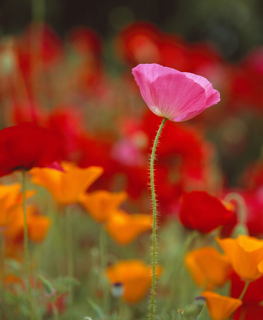 Iceland-Poppy  (Papaver nudicaule),  Anacortes, Skagit County, Washington, U.S.A.