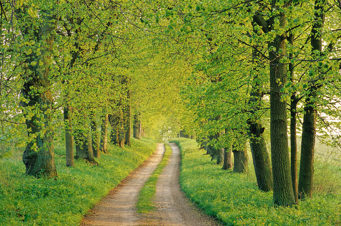 Lime tree alley, near Malchow, Mecklenburg-Western Pomerania, Germany