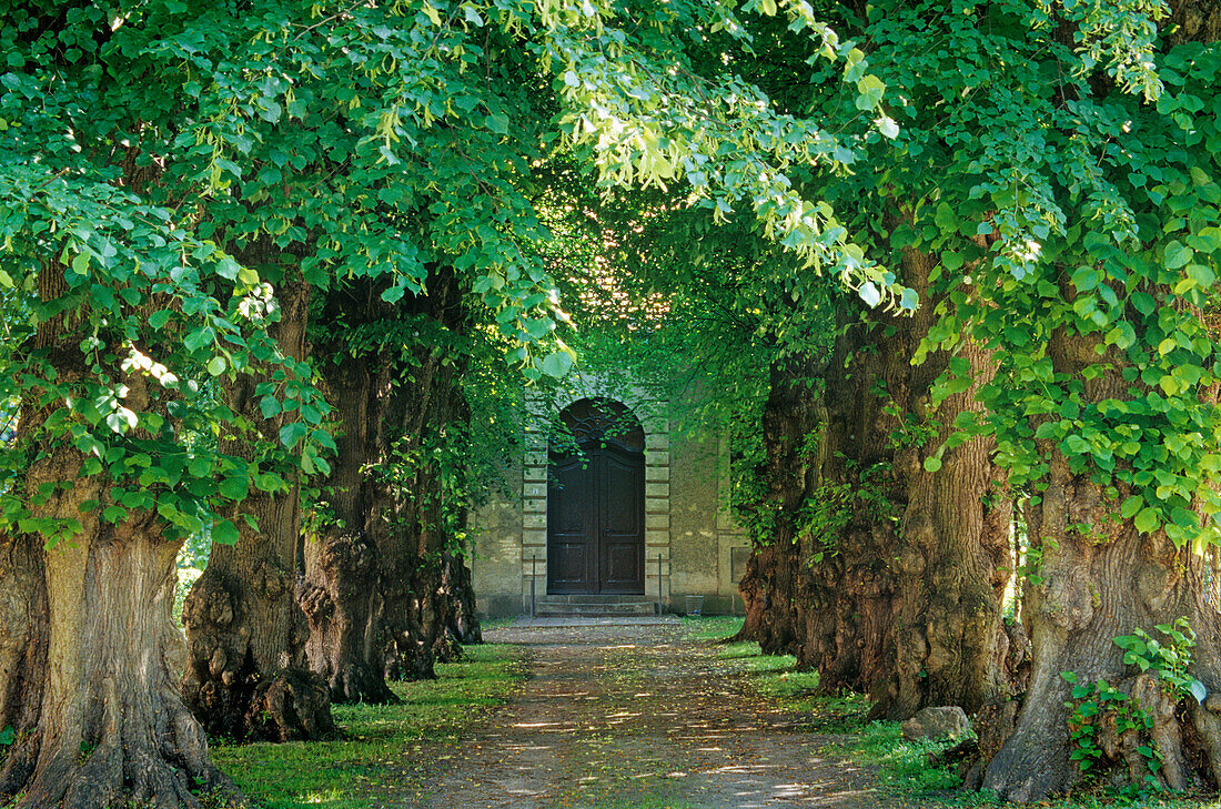 Lime tree alley, near Kappeln, Baltic Sea, Schleswig-Holstein, Germany