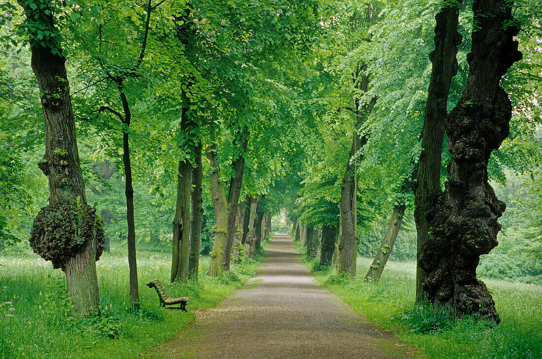Lime tree alley in castle grounds, Putbus, Rugen island, Baltic Sea, Mecklenburg-Western Pomerania, Germany