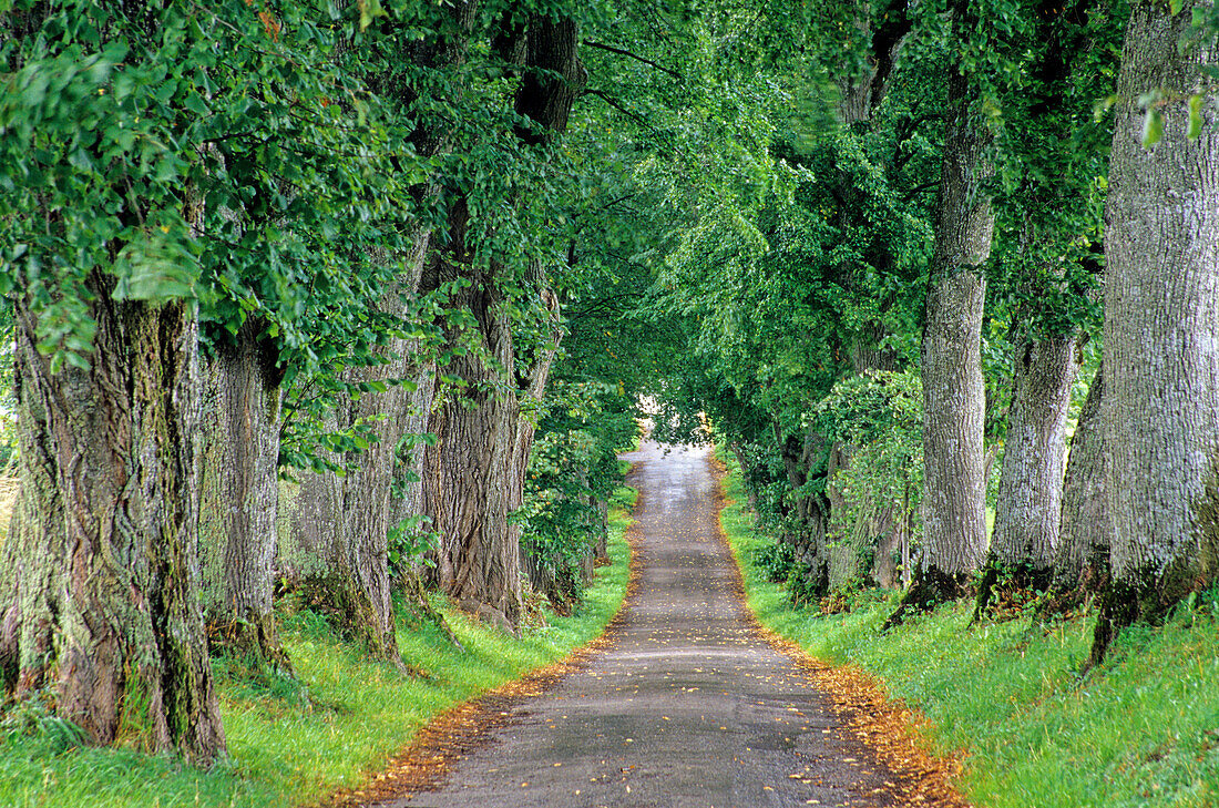 Lindenallee bei Marktoberdorf, Bayern, Deutschland