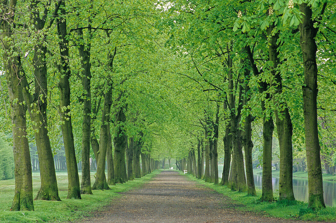 Lime tree alley in the castle grounds, Schwerin, Mecklenburg-Western Pomerania, Germany