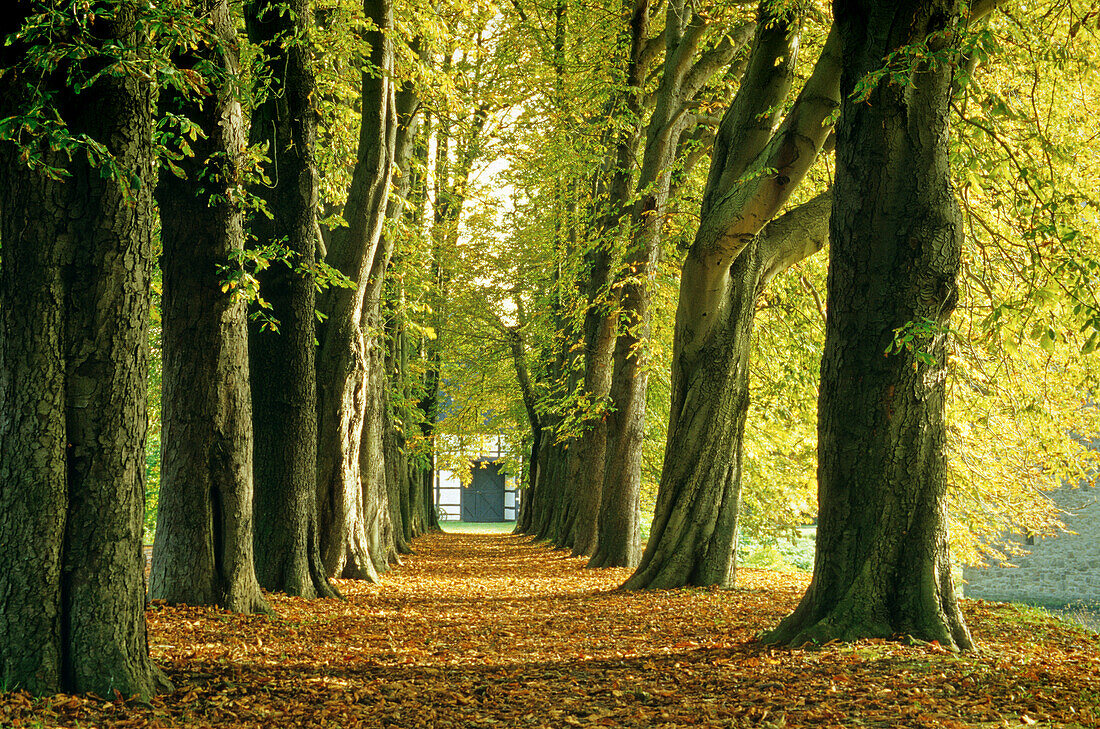 Kastanienallee im Münsterland, Nordrhein-Westfalen, Deutschland